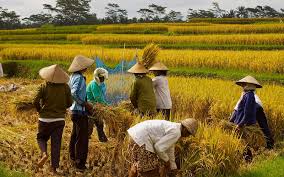 rice festival